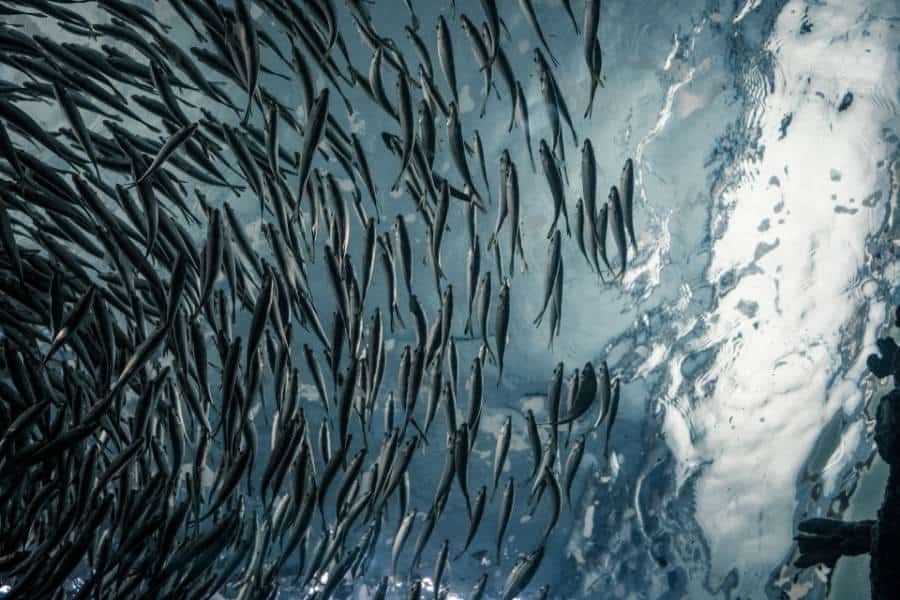 fish dream meaning
