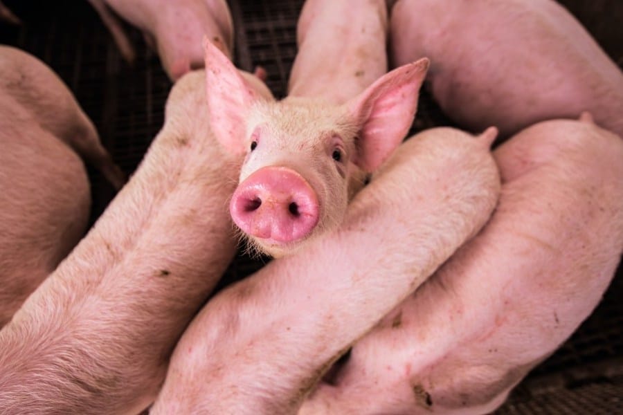 pigs in dreams meaning