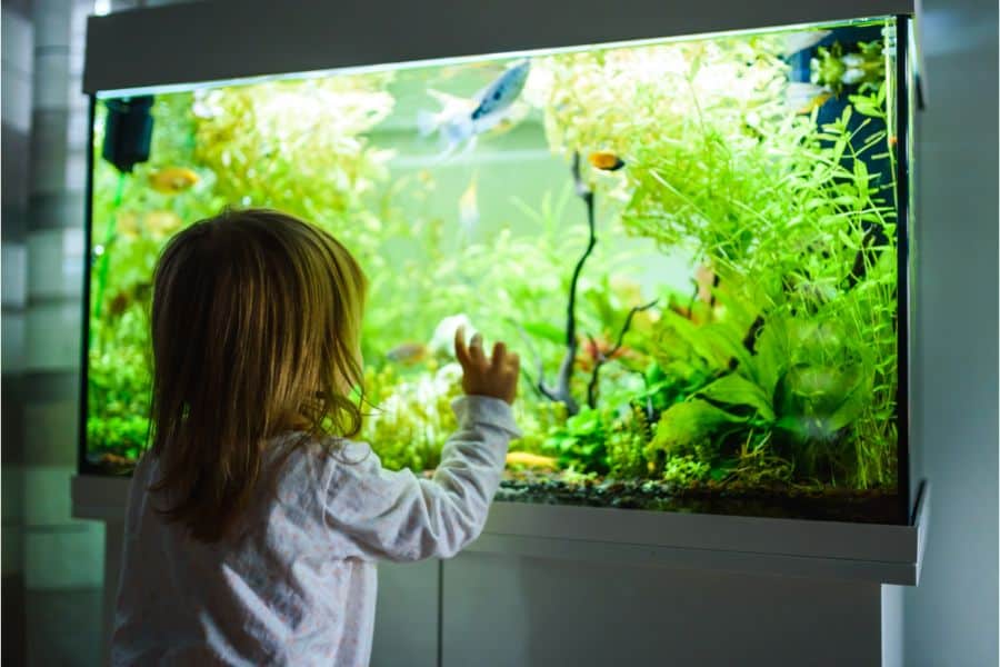 Common Dreams About Fish Tanks