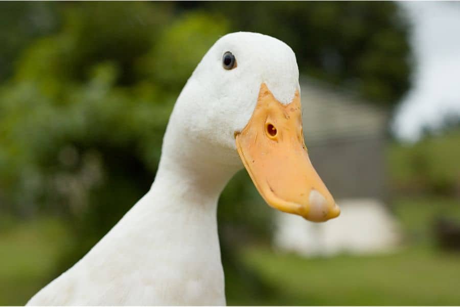 Common Scenarios of Ducks in Dreams