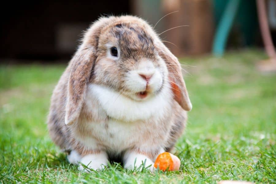 Common Scenarios of Rabbits in Dreams