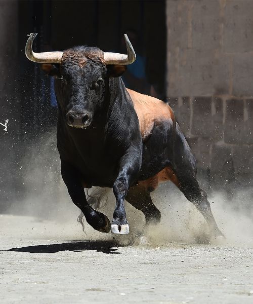 Different Scenarios About Bulls in Dream