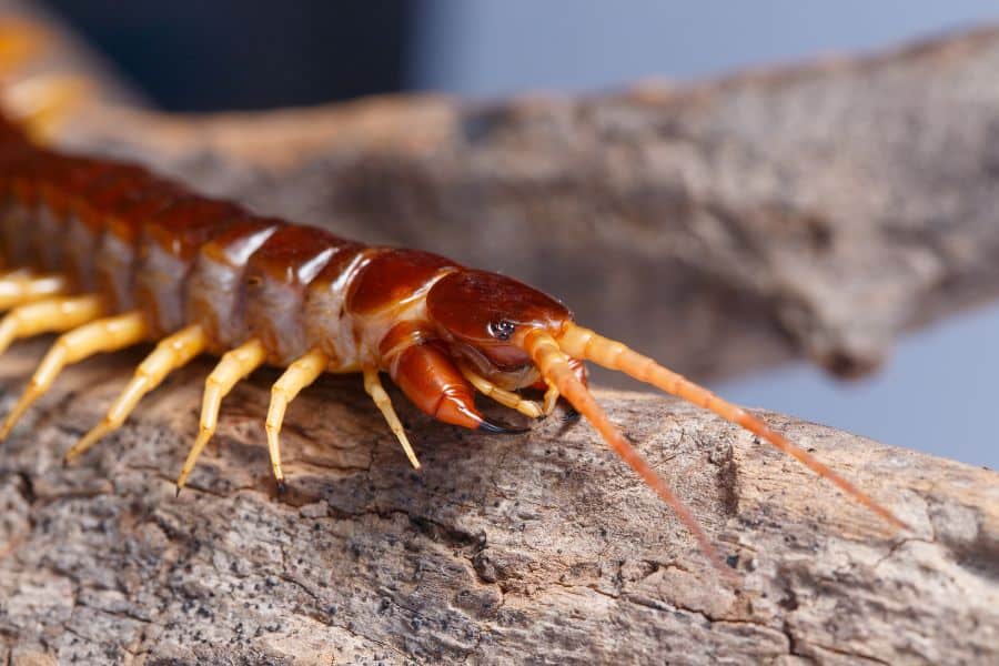 Dream About Centipede
