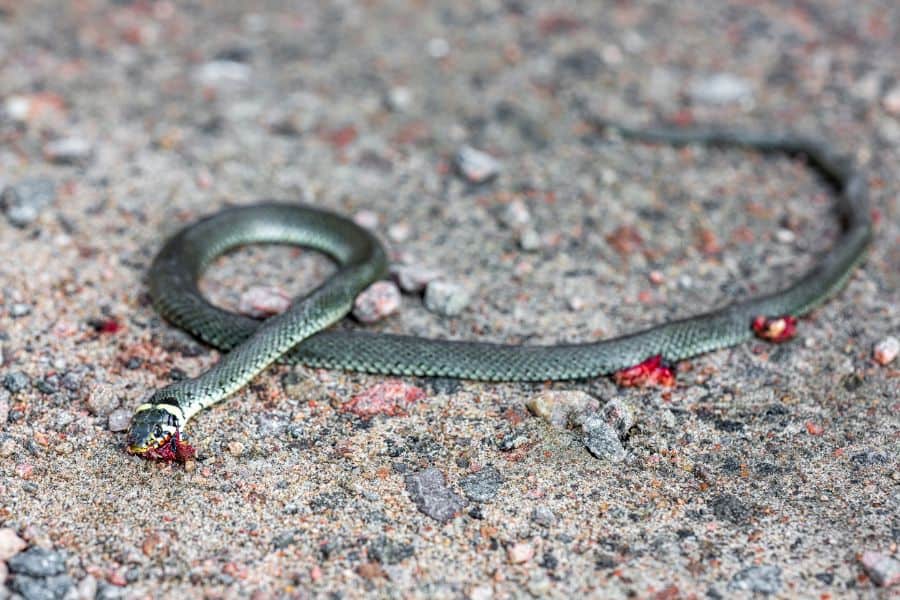 Dream About Dead Snake