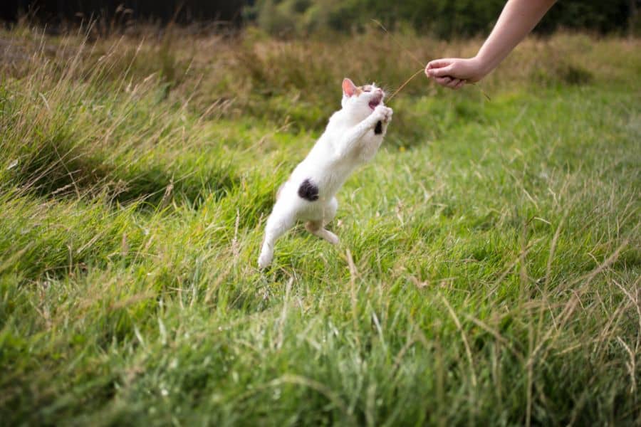 Dream of Cat Attacking You
