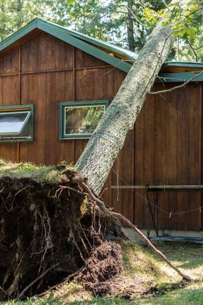 Dream of a Tree Falling on a House