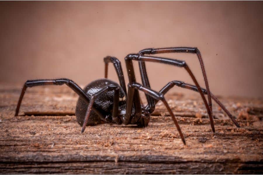 Dreaming About Black Widow Spider