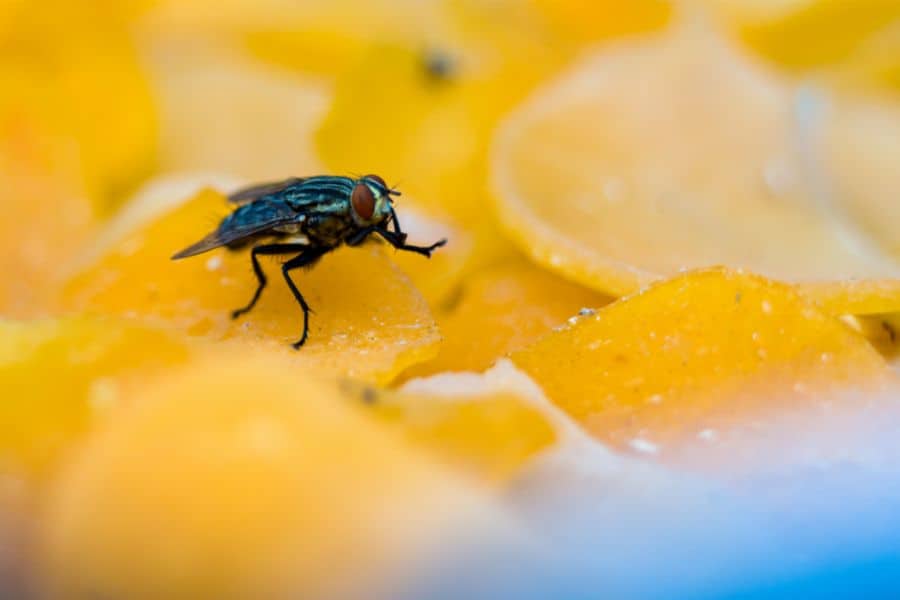 Examples of Dreams About Flies