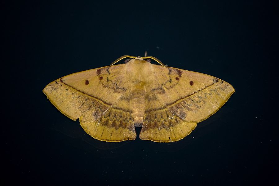 Examples of Dreams About Moths