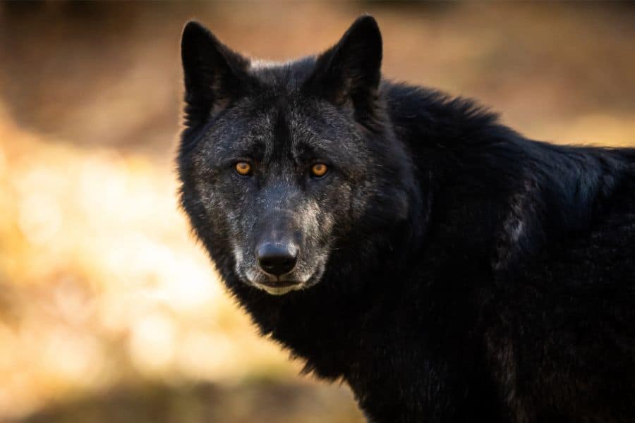 black wolf in dream