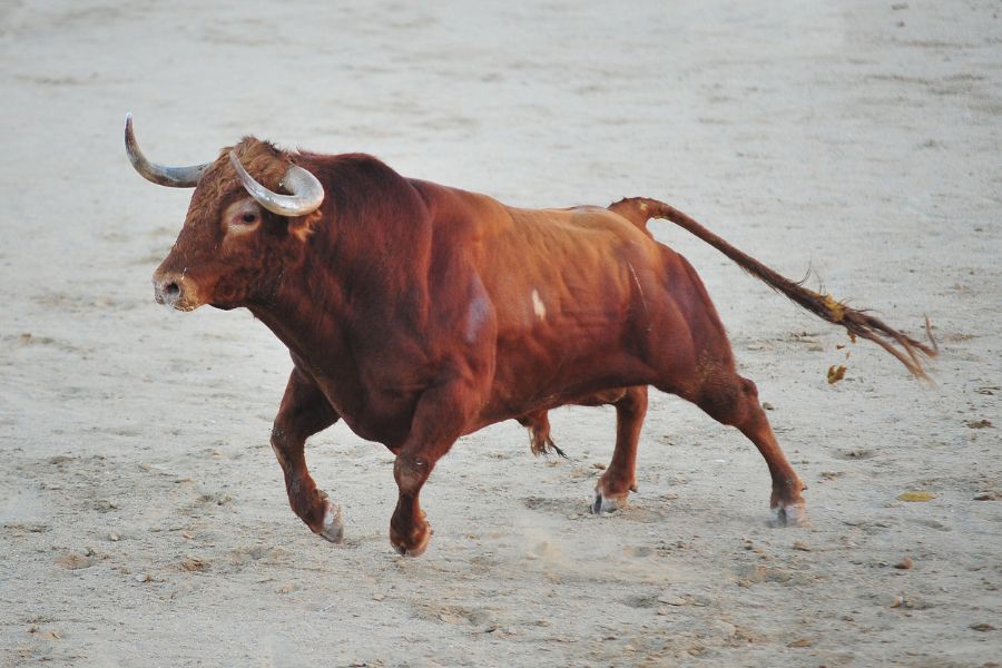 bull in dream