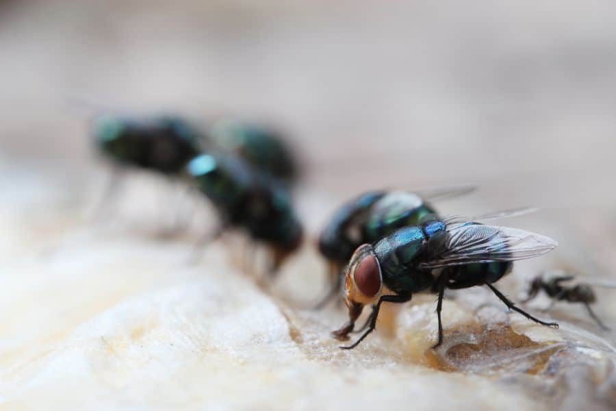dream about flies
