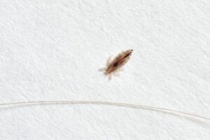 Dream About Lice Meaning and Symbolism - Dreams Guide Me