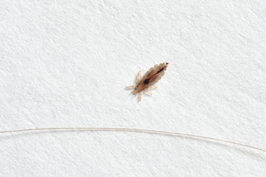 dream about lice
