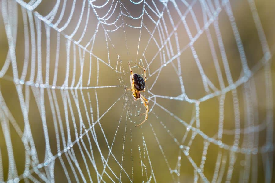 dream about spider web