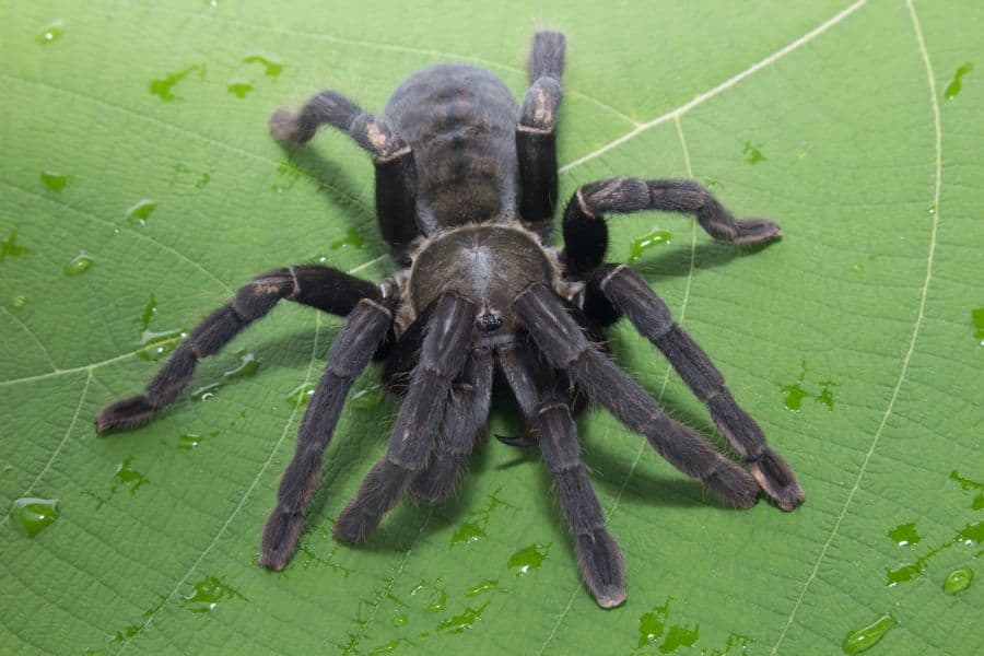 dream of black spider