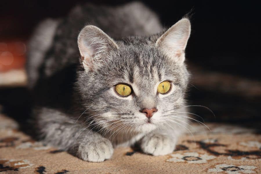 dream of cat attacking me