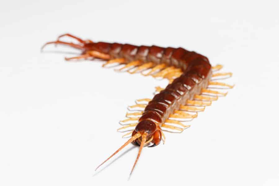 dream of centipede