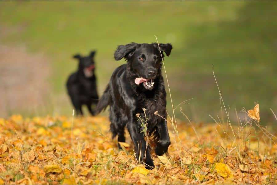 dream of dog chasing me
