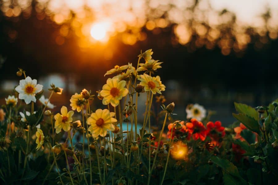 dream of flowers