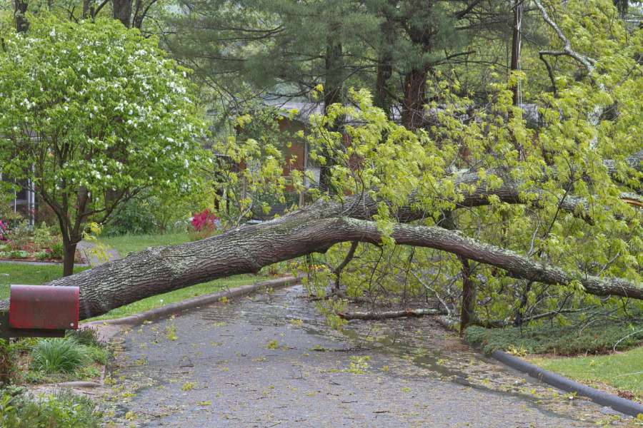 dream of tree falling