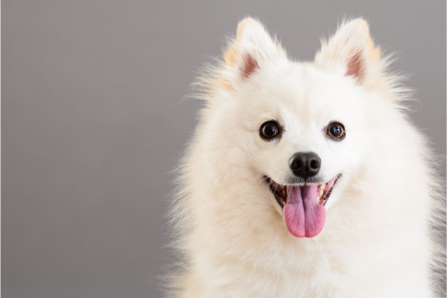 dream of white dog