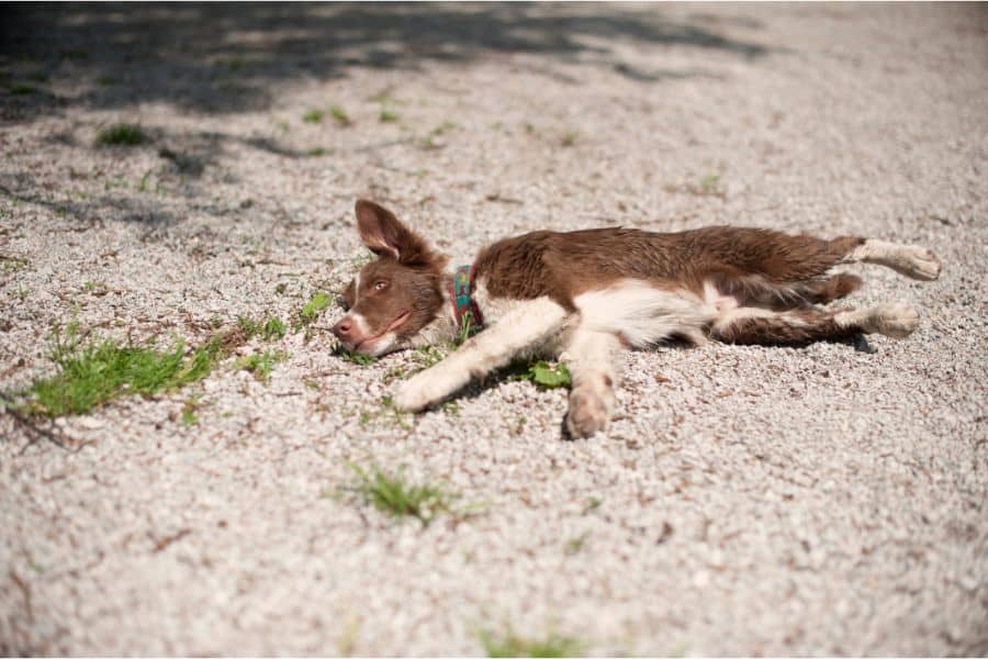 dreaming of a dead dog