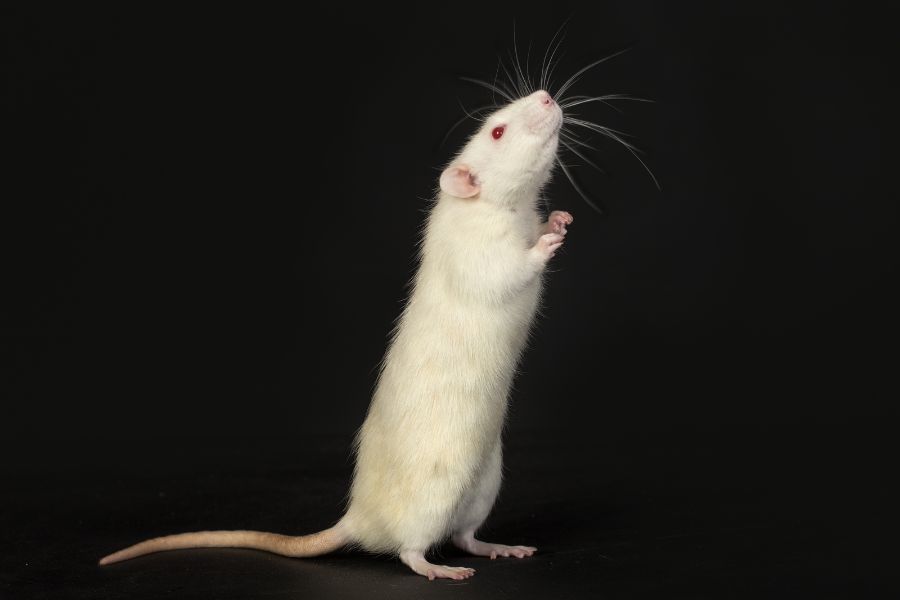 dreaming of white rats