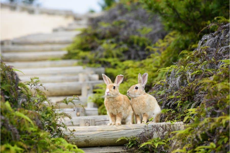 rabbit dream meaning