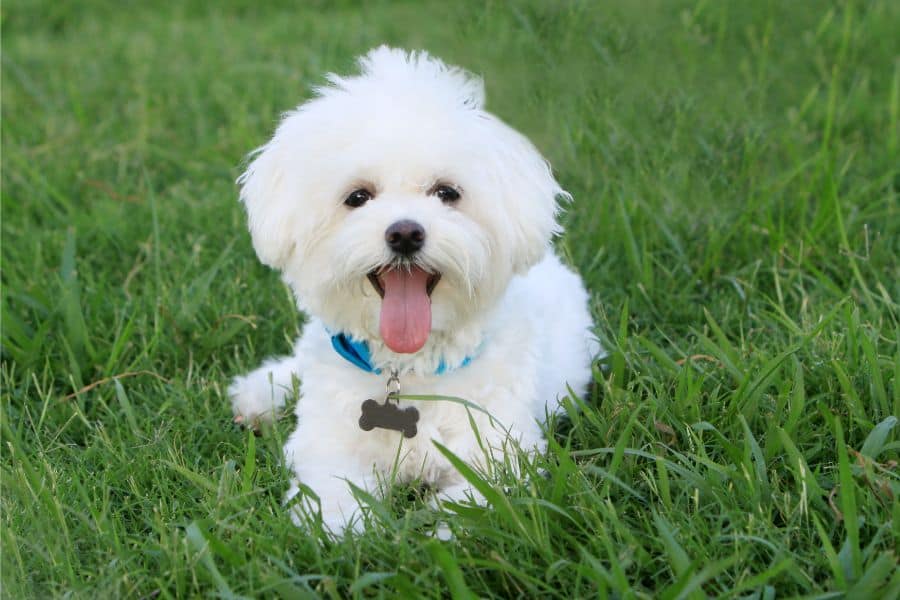 white dog in dream meaning