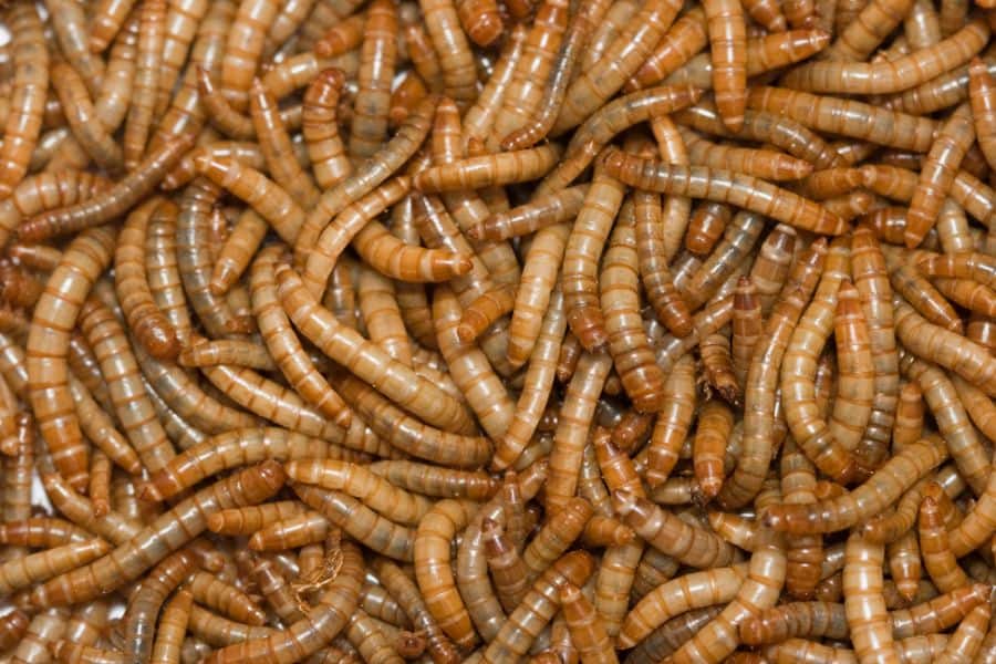 Common Worm Dreams