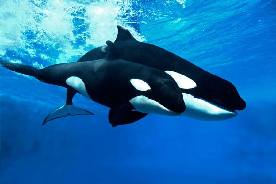 dream of killer whales