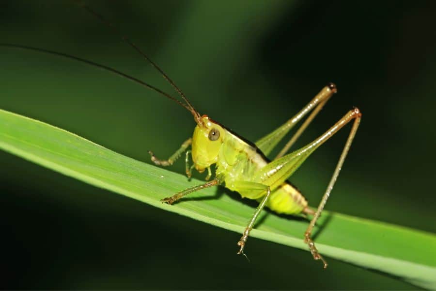 dreaming about insects