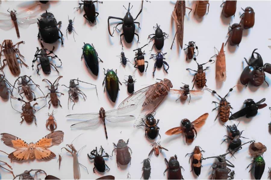 dreaming of insects