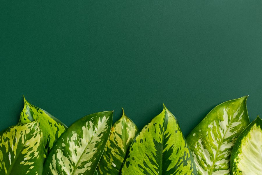 green in dreams