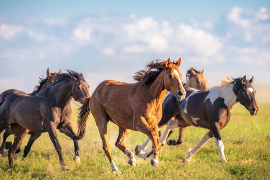 horse dream meaning