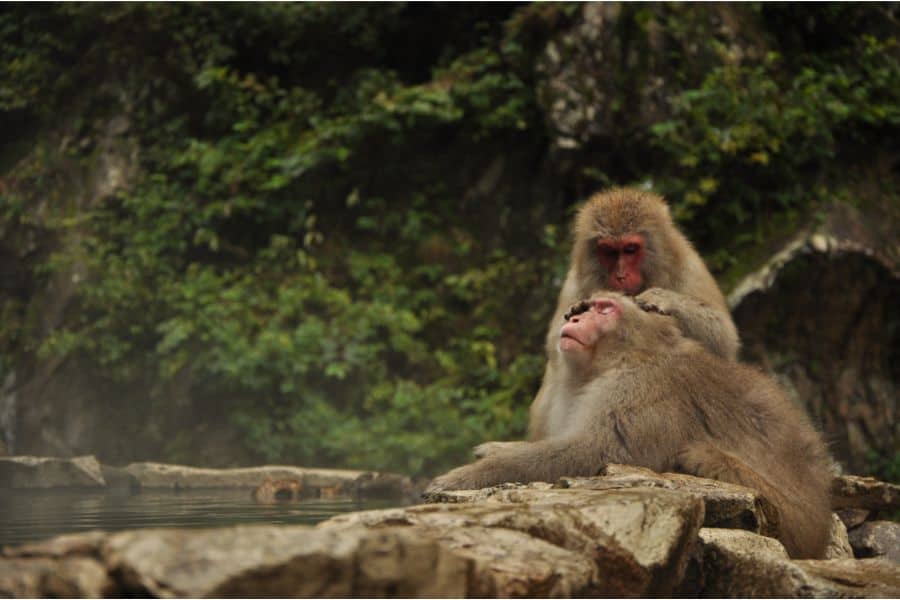 monkey dream meaning