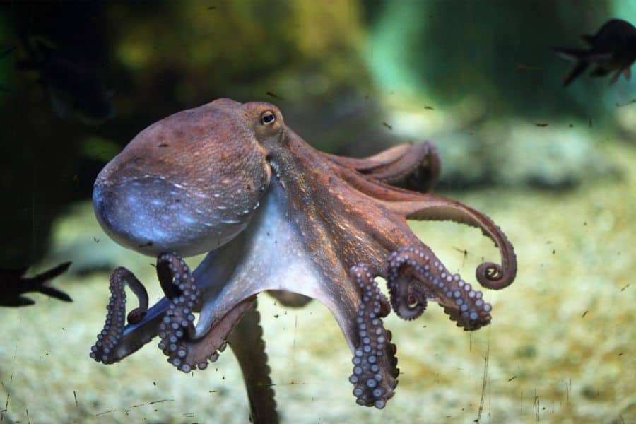 octopus dream meaning