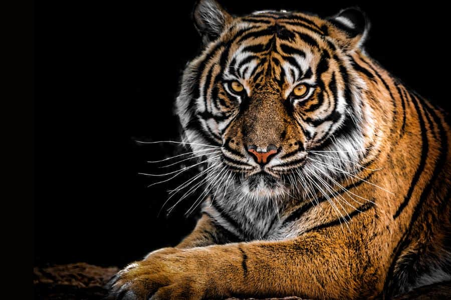 tiger dream meaning