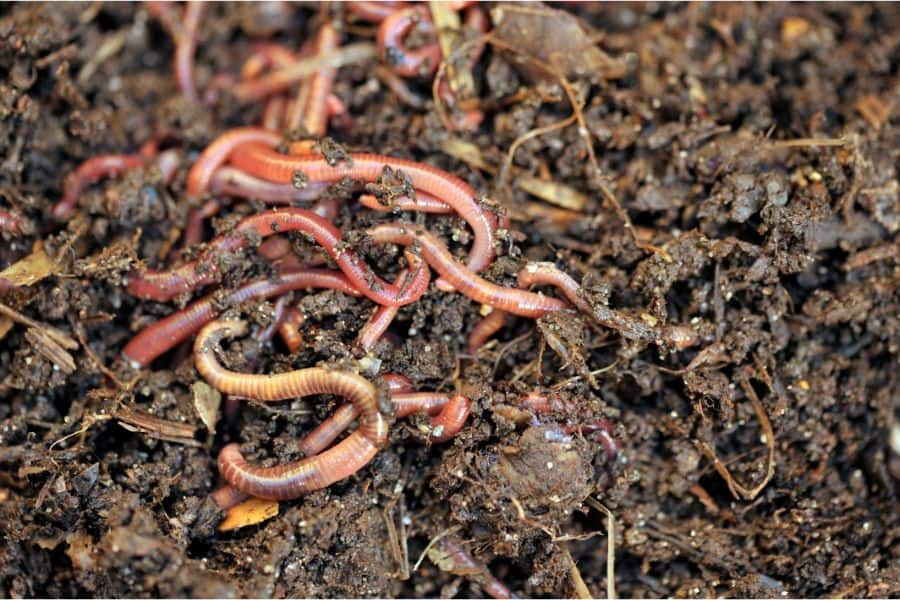 worm dream meaning