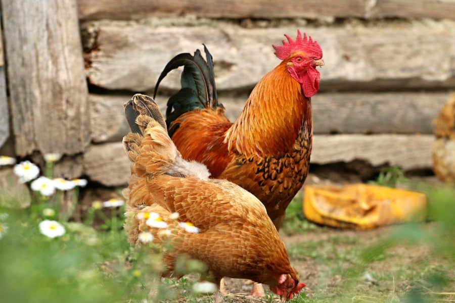 Common Examples of Dream of Chicken