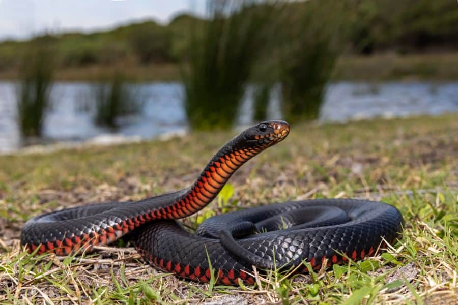Dream About A Black And Red Snake