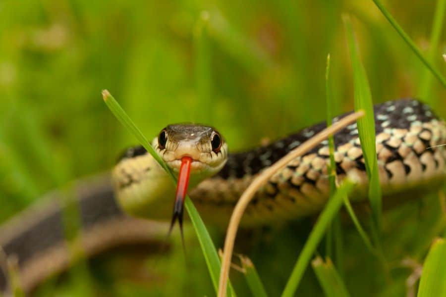 being chased by a snake in a dream