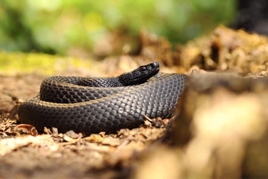 black snake in dream