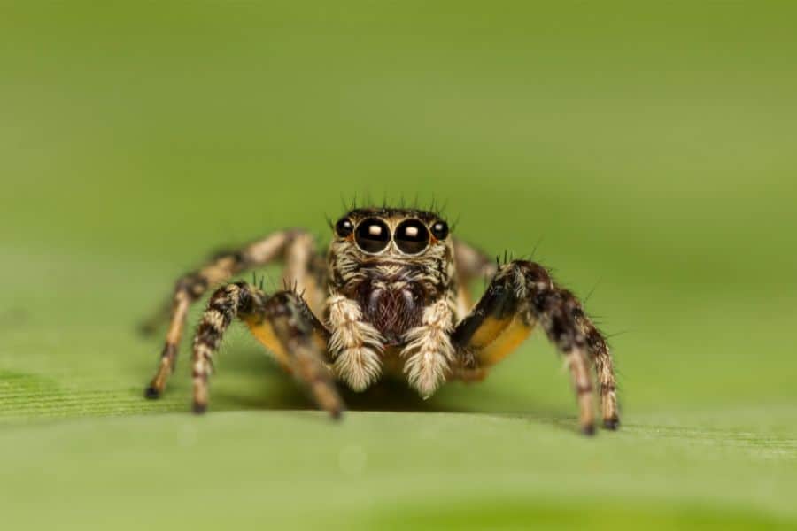 dream about a spider