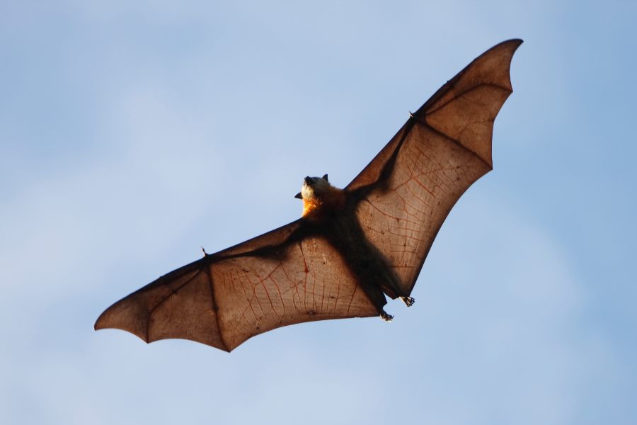 dream about bats