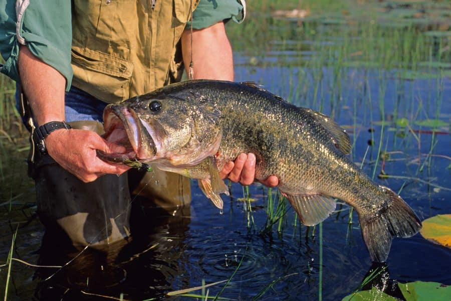 dream of catching a big fish