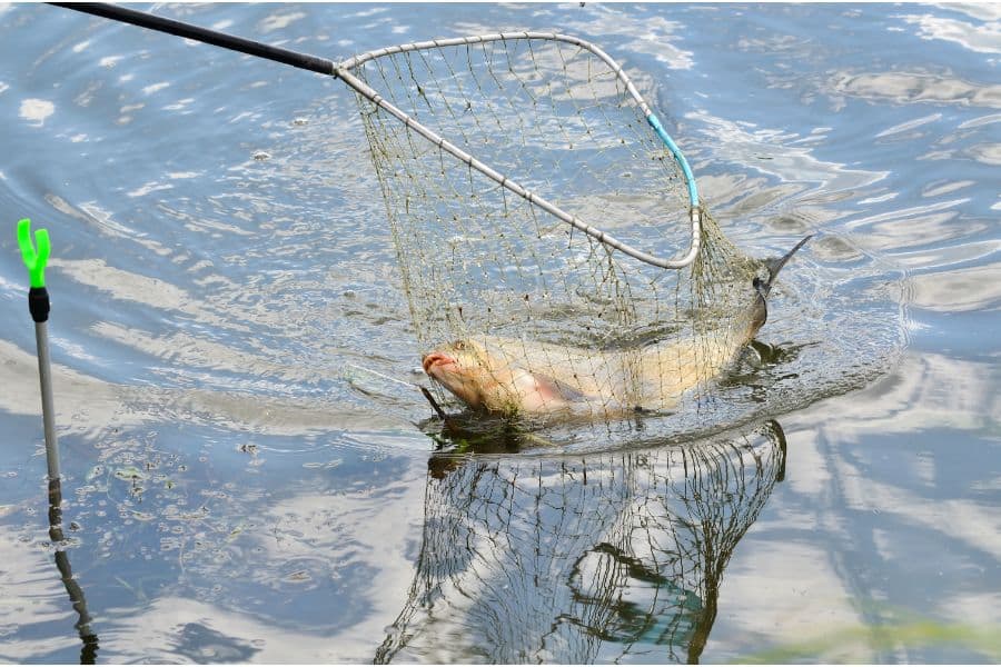 dream of catching fish