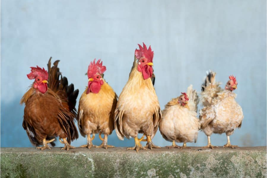 dream of chicken