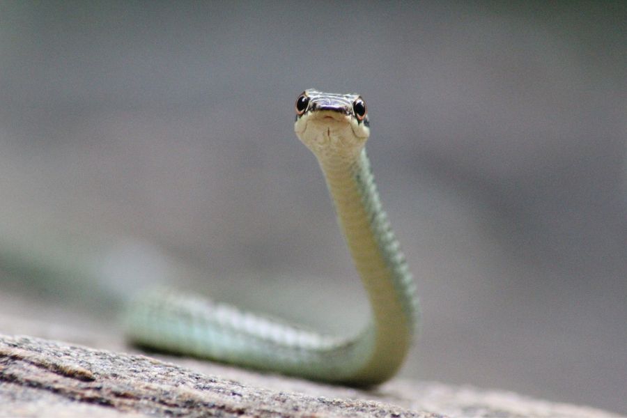 Common Dreams About Snakes Chasing You
